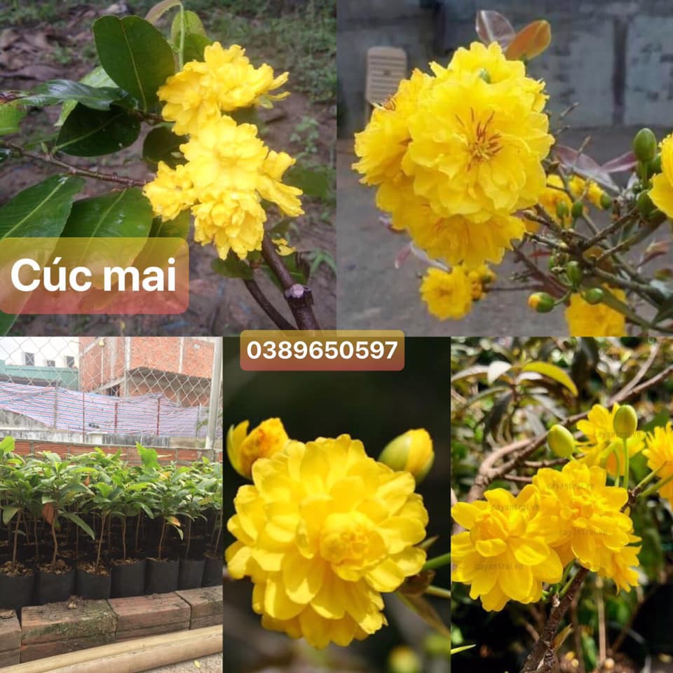 set 4 cây mai giống ( chọn màu qua ghi chú khi đặt hàng)