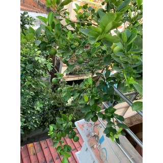 Cây 🌲 Chanh tứ quý ... đang trái...