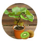 Hạt giống Kiwi - Lucky