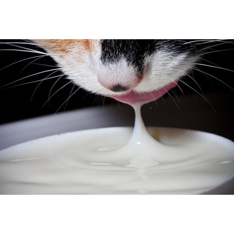 Sữa cho chó mèo BIO MILK - Gói 100g - bổ sung vitamin, đạm, béo và khoáng