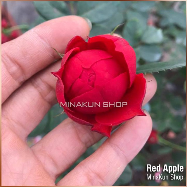 Hoa hồng ngoại Red Apple Rose - MinaKun Shop