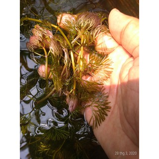 Rong La Hán Đỏ/Xanh - Cây thủy sinh (1 bó 5 nhánh)