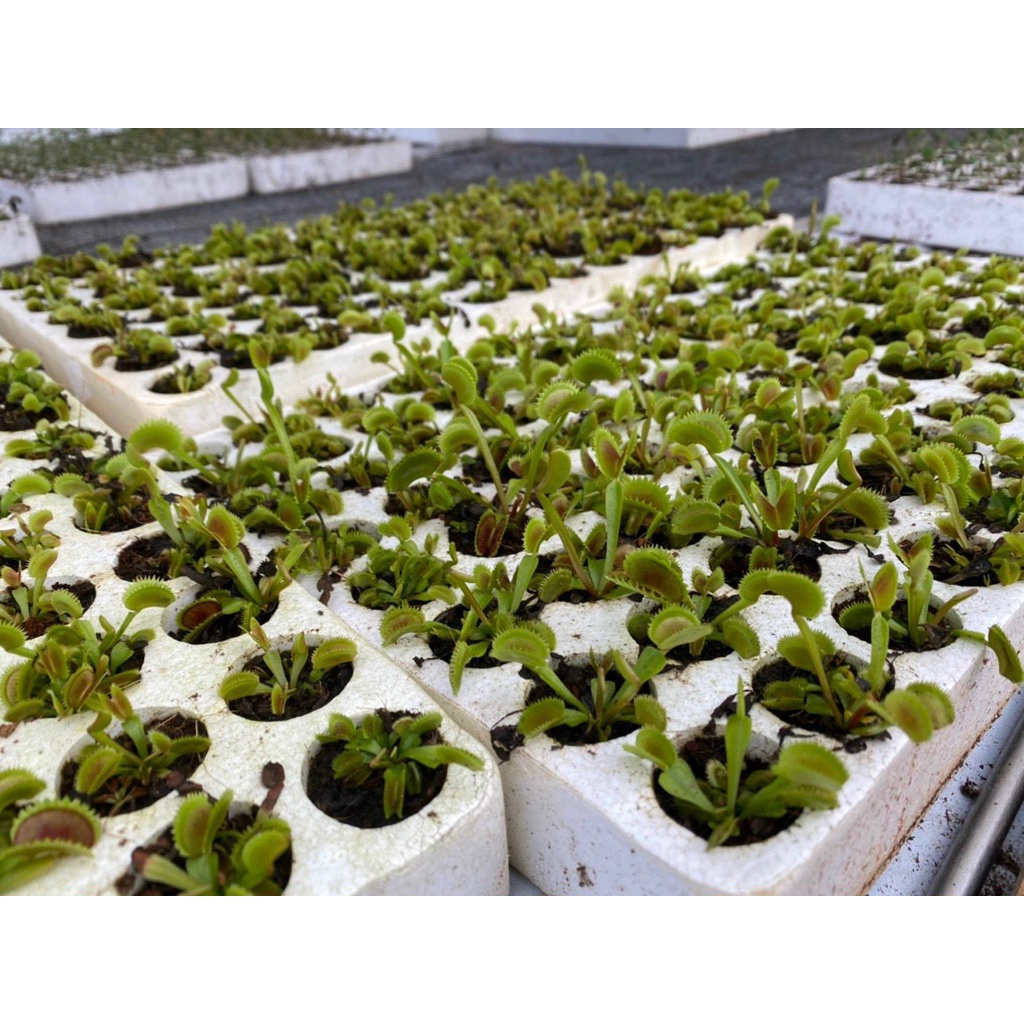Cây bắt mồi, bẫy kẹp diệt côn trùng siêu dễ thương - Venus Flytrap - Trang Flowers