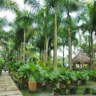 Chậu cây Cau Vua (Mua 1 tặng 1).