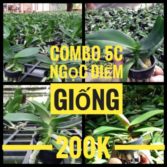 Combo 5c ngọc điểm