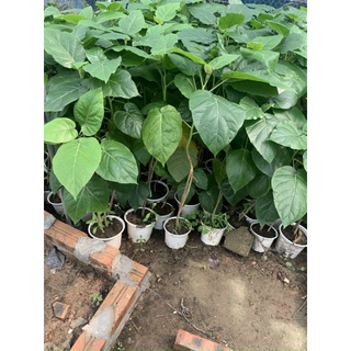 Cà chua thân gỗ