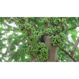 Cây Vả  giống ( sung vả)