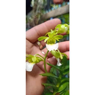 Hoa lan cù lao minh hoa tết