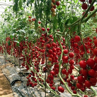 HẠT GIỐNG CÀ CHUA LEO GIÀN CÀ CHUA BẠCH TUỘC VÔ HẠN - GÓI HÃNG UY TÍN