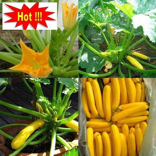 Gói 10 hạt giống bí ngòi vàng