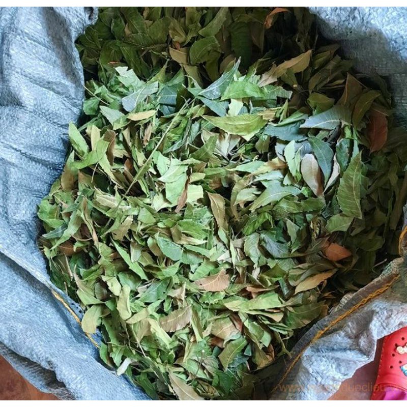 Lá Neem Ấn Độ khô 1kg nguonduoclieu kích thích mọc tóc