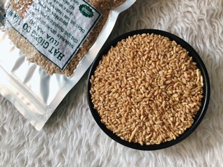 500GRAM HẠT GIỐNG CỎ LÚA MỲ (LÚA MẠCH)