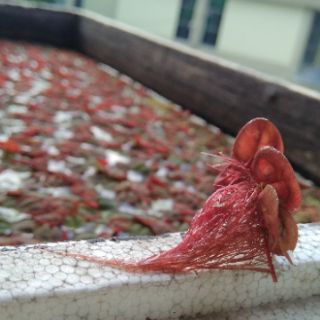 Bèo rễ đỏ thủy sinh