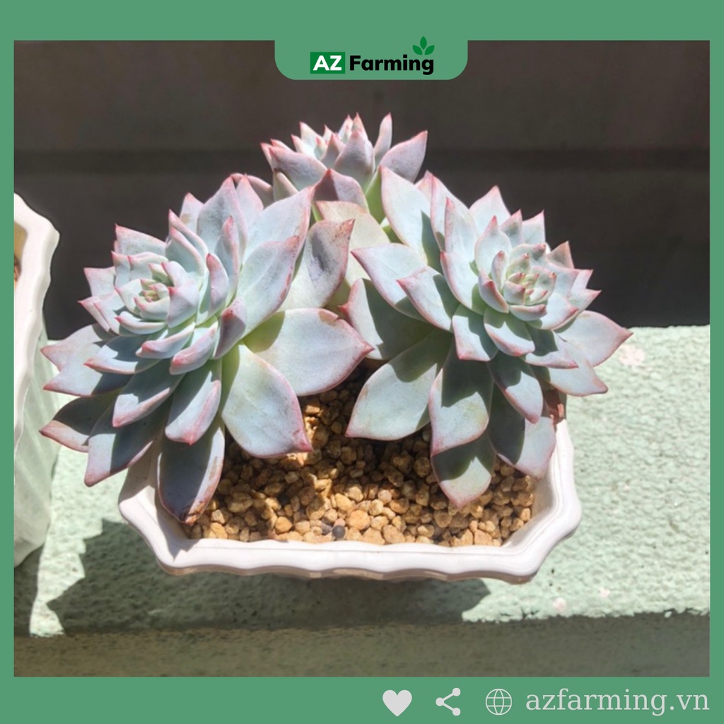 Đá Masato trồng sen đá nhập khẩu - gói 1kg - AZ Farming