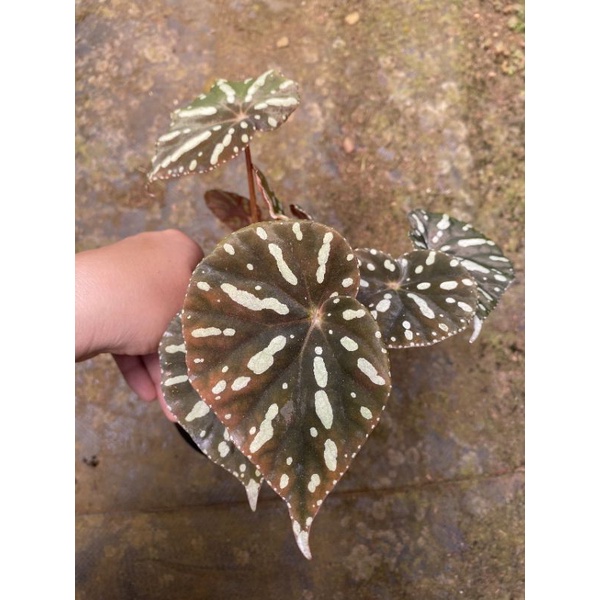 Chậu cứng Begonia luzonensis