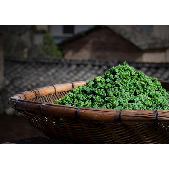 Nụ Hoa Tam Thất Khô, Hoa Tam Thất Sạch Sẽ, Thơm, Mới Thu Hoạch, Vệ Sinh An Toàn Thực Phẩm 500g | BigBuy360 - bigbuy360.vn