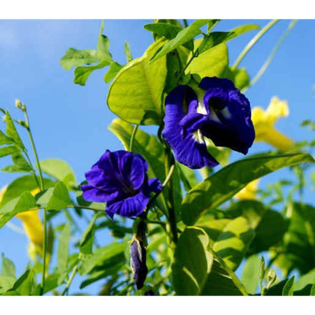 Hạt giống Hoa Đậu Biếc Dễ Chăm Sóc, Hoa Nở Liên Tục, Trồng Được Quanh Năm tặng kích mầm + hướng dương lùn