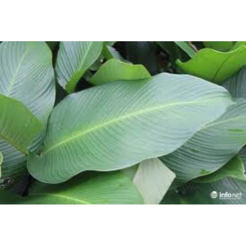 Củ giống lá dong rừng gói bánh trưng