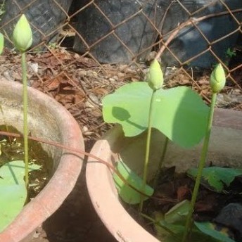 Hạt Giống Hoa Sen Nhật Mini + Bách Diệp (10 hạt + tặng phân)