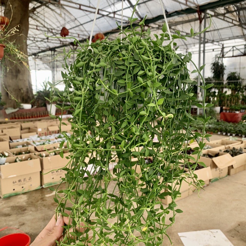 Cây lan hạt dưa trồng chậu treo dài 30-35cm, chậu cây cực dày và xum xuê lá, cây treo tường và trồng trang trí sân vườn