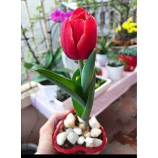 CỦ GIỐNG HOA TULIP HÀ LAN