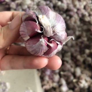 Tỏi tím siêu rẻ 1kg