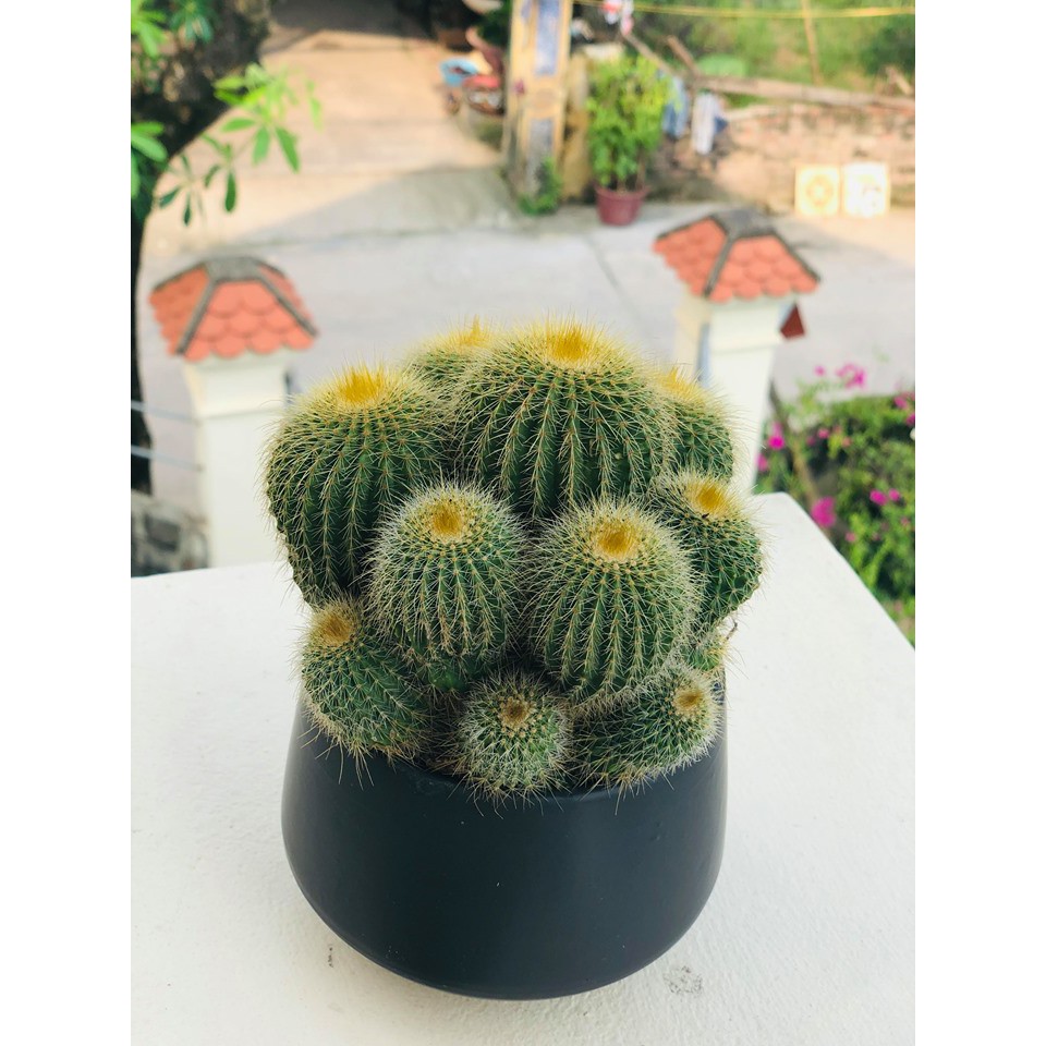 Xương rồng vàng to (Ảnh thật)