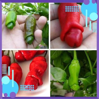 Hạt giống Ớt Cu Tí F1 - Ớt Peter .