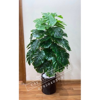 Trầu Bà xẻ 110cm loại đẹp