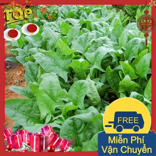 Combo 2 Gói Hạt Giống Rau Chân Vịt ( Cải Bó Xôi )