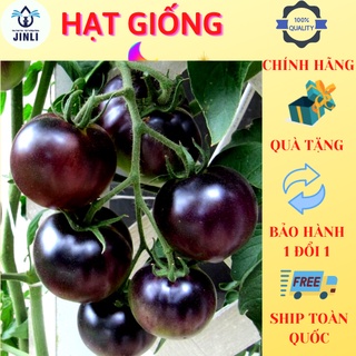 Hạt giống cà chua đen mỹ jl29