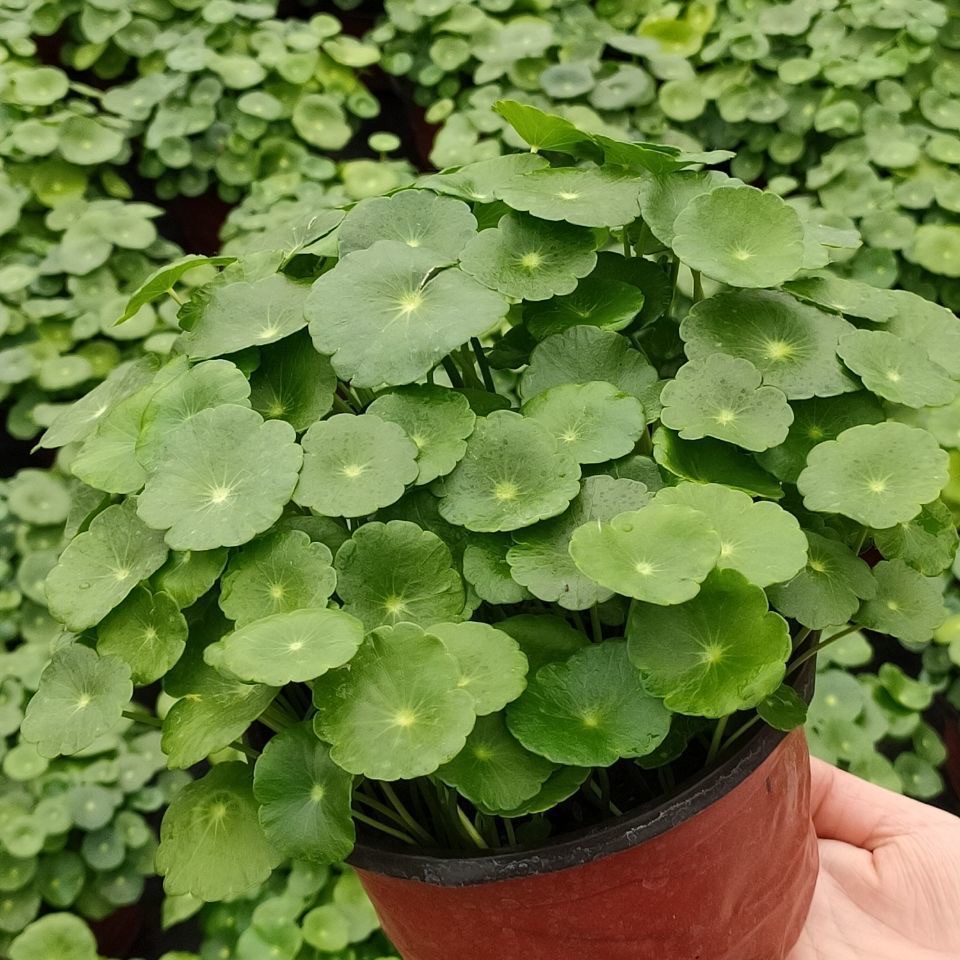 Hạt giống cỏ, dễ trồng bốn mùa, lá to, dễ sống, hạt giống 100h