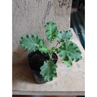 Cây giống cải Kale