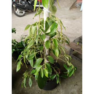 Cây 🌲 Tiêu Xanh Bình thuận