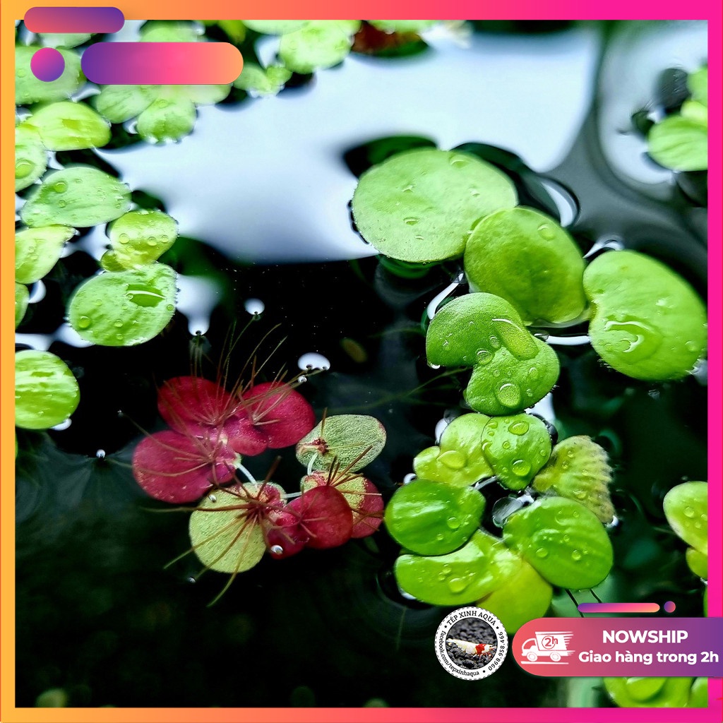 Bèo Thủy sinh - Bèo tấm - Size lá to tím