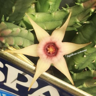 Cây sao biển bạch tuộc hoa vàng nhạt (Procumbens hybrid)