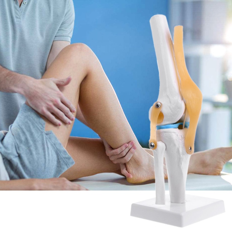Mô Hình Xương Người Y Tế Giải Phẫu Đầu Gối Linh Hoạt Hỗ Trợ Giải Phẫu Học