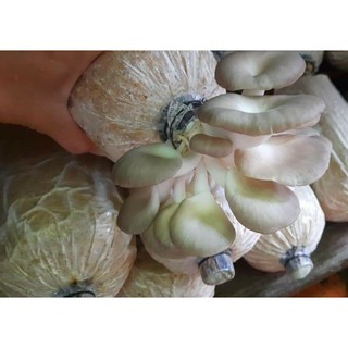 Phôi nấm bào ngư xám (phôi chất lượng, về trồng liền 5 ngày ra nấm)