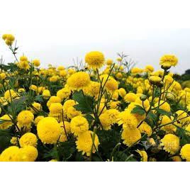 1000 hạt giống cúc chi vàng - hoa cúc làm trà