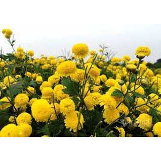 1000 hạt giống cúc chi vàng - hoa cúc làm trà