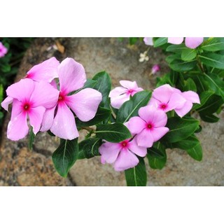 HẠT GIỐNG HOA DỪA CẠN CÁNH ĐƠN