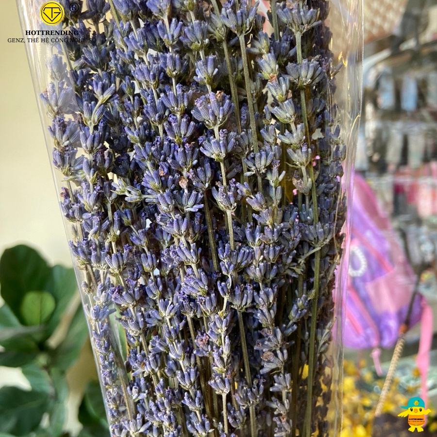 Bó hoa lavender - hoa oải hương khô