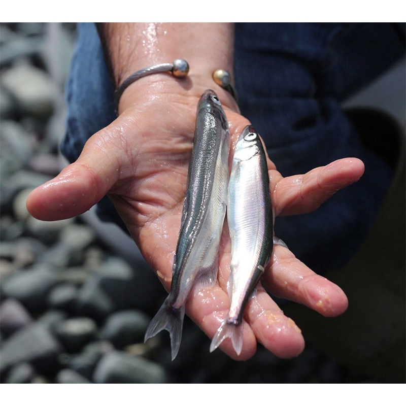 500G Cá Trứng CANADA Siêu Trứng  Thực Phẩm 3 Sạch