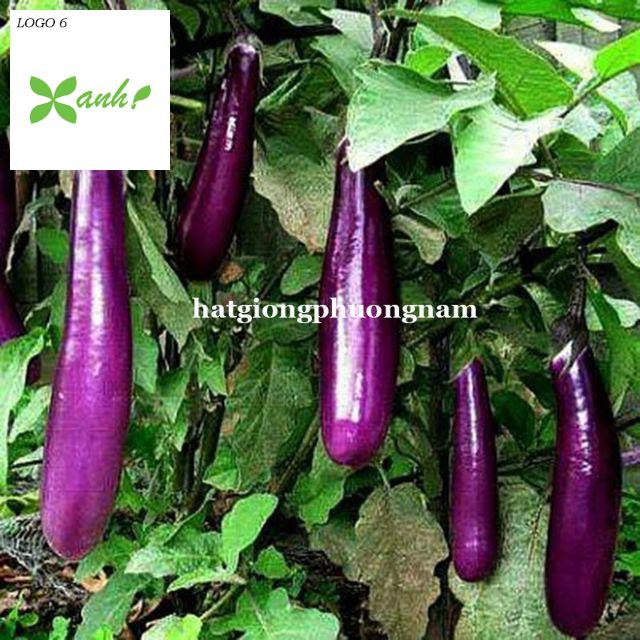 Hạt giống Cà Tím Dài F1 1gram