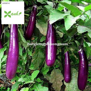Hạt giống cà tím dài f1 1gram
