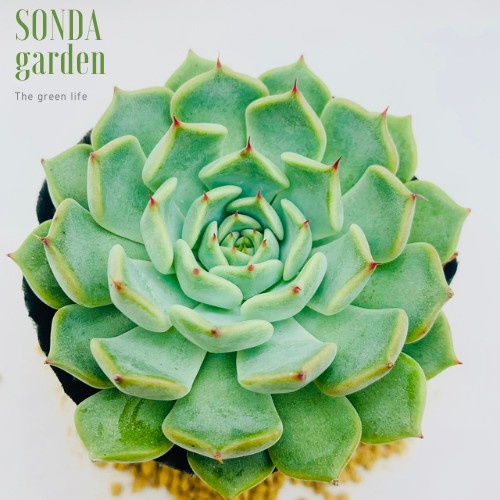 Sen đá bánh bao gai đỏ SONDA GARDEN size bé 5-8cm, xuất xứ Đà Lạt, khoẻ đẹp, lỗi 1 đổi 1