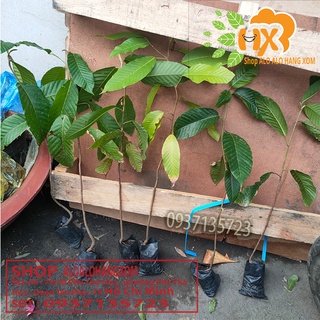 cây dầu giống-combo 5 cây