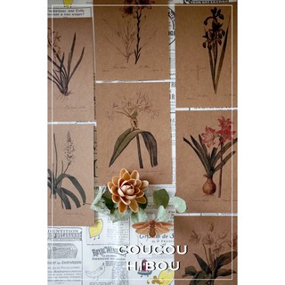POSTCARD 30 TẤM GIẤY KRAFT-HOA LILY