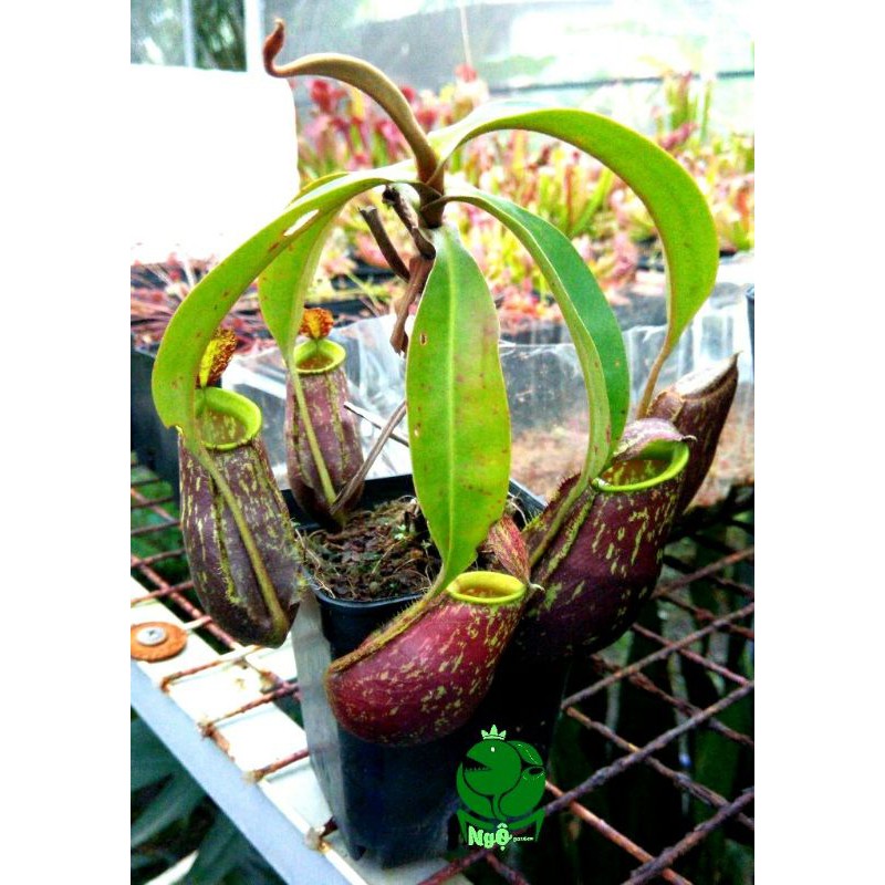 Nắp ấm kuching black