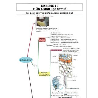Sơ Đồ Tư Duy Sinh Học 11-12